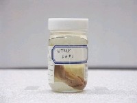 藏品(頸環雙鋸魚)的圖片